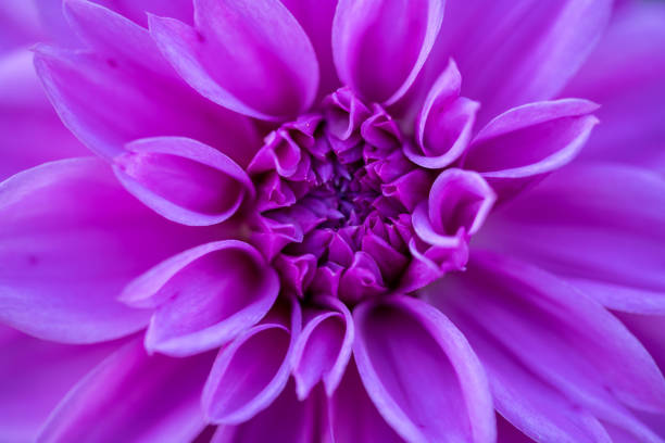 Purple dahlia macro shot