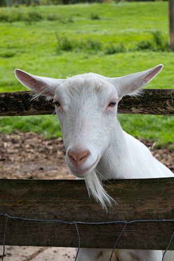 Portrait of a dutch white curious goat close up behind a fence