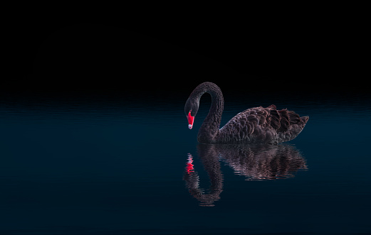 Black swan isolated  on black background (Cygnus atratus)