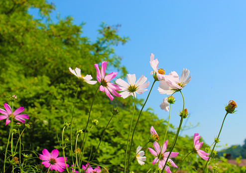 Cosmos or Mexican aster flowers in bloom