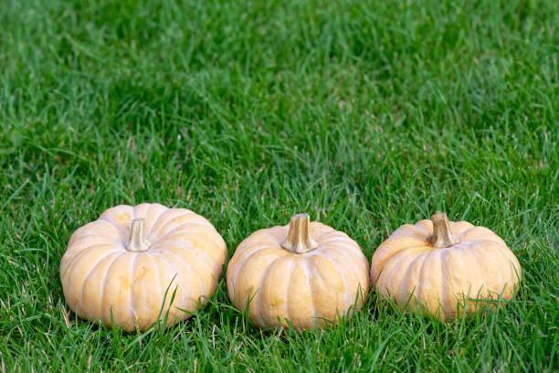Free Stock Photo of Group of Pumpkins Sitting on the Ground | Download ...
