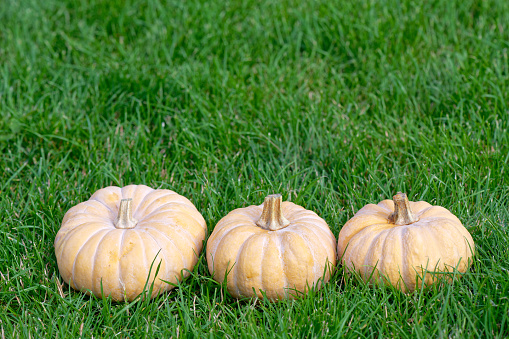 Three pumpkins on the green grass lawn