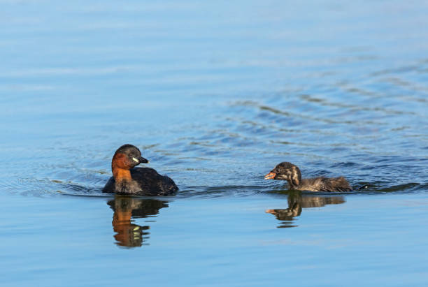 istock Two swimming little grebes (Tachybaptus ruficollis) 1614029035