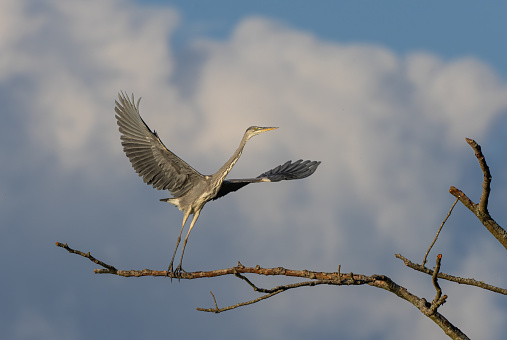 Young grey heron (Ardea cinerea) starts to fly against a beautiful sky.