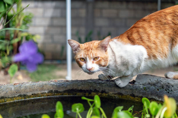 istock Cute chubby white chubby  orange cat standing pond edge in morning 1614035519