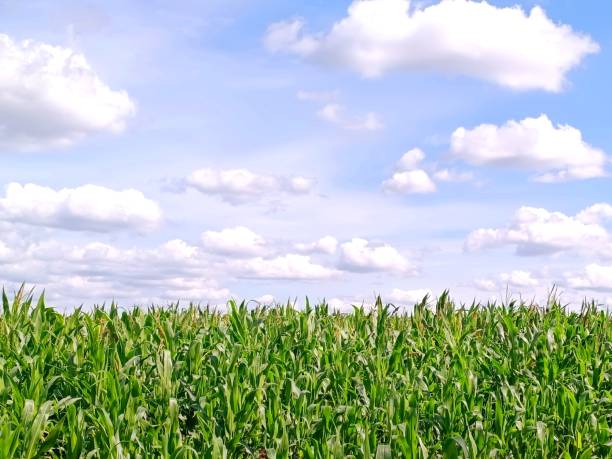 istock Rural landscape: green cornfield and bright blue sky. 1614037087