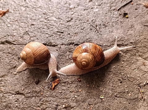 Two cute snails crawl one after another. A couple of snails have come out after the rain and are slowly moving along the wet asphalt. Close-up photo of a grape snail.