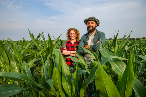 Portrait of farmers who are cultivating corn. Agricultural occupation.