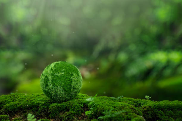 istock Environmental concept - Crystal Earth on forest moss with fern and sunlight - environment, save clean earth, net zero, esg ecology concept. Earth day banner 1614052288