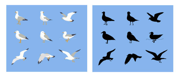 bildbanksillustrationer, clip art samt tecknat material och ikoner med seagulls and  sea gull silhouette - valley view casino center