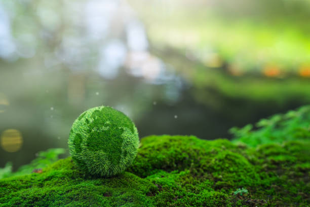 istock Environmental concept - Crystal Earth on forest moss with fern and sunlight - environment, save clean earth, net zero, esg ecology concept. Earth day banner 1614055617