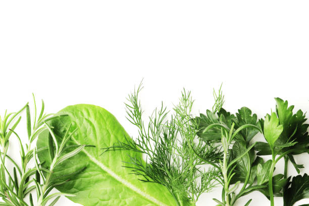 istock Flat lay composition of fresh herbs on a textured background with place for text 1614066899