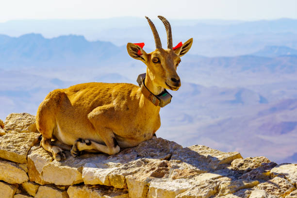 科学的追跡タグを備えたヌビアアイベックス、マクテシュラモン - wildlife tracking tag ストックフォトと画像