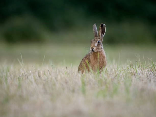 istock European hare or Brown hare, Lepus europaeus 1614091195