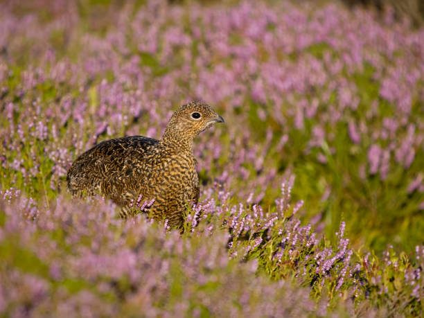 istock Red grouse, Lagopus lagopus scotica 1614091202