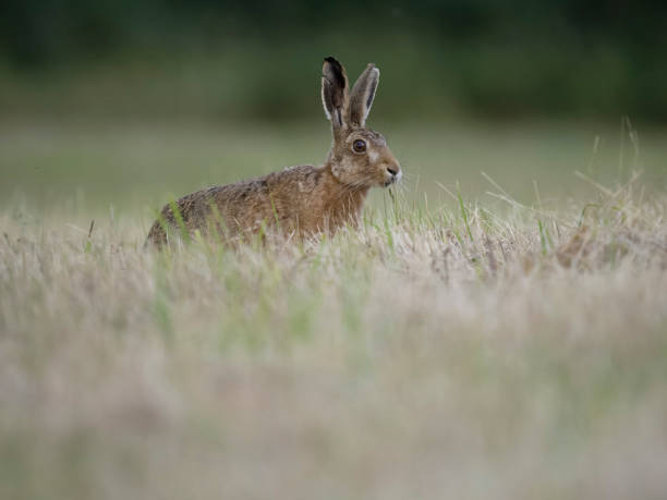 istock European hare or Brown hare, Lepus europaeus 1614091206