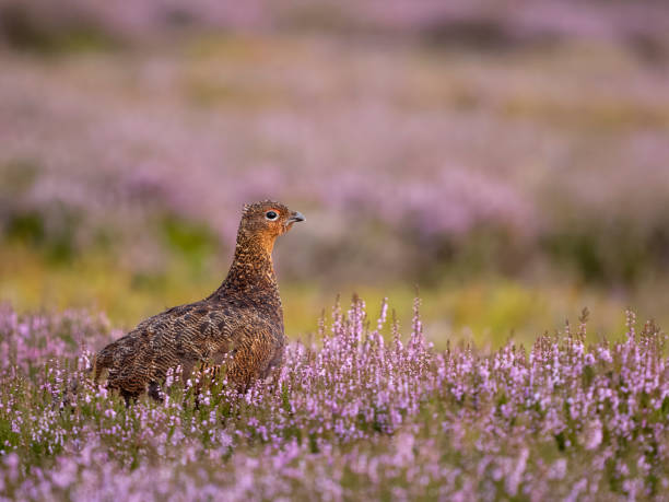 istock Red grouse, Lagopus lagopus scotica 1614091209