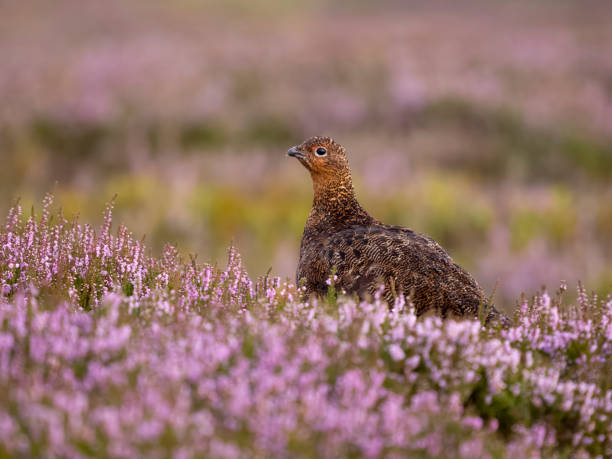 istock Red grouse, Lagopus lagopus scotica 1614091217