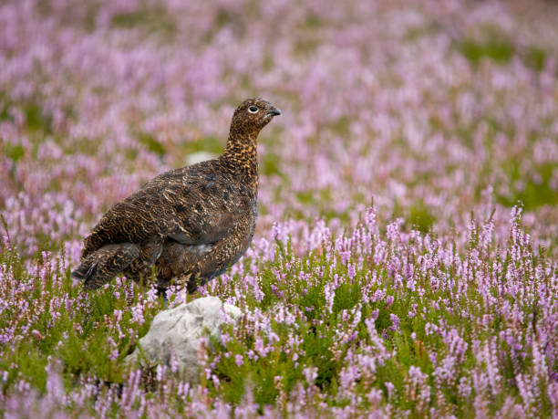 istock Red grouse, Lagopus lagopus scotica 1614091231