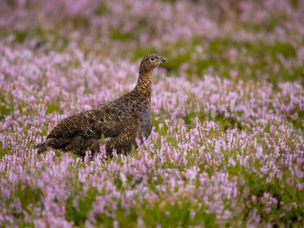 istock Red grouse, Lagopus lagopus scotica 1614091239