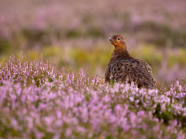 istock Red grouse, Lagopus lagopus scotica 1614091241