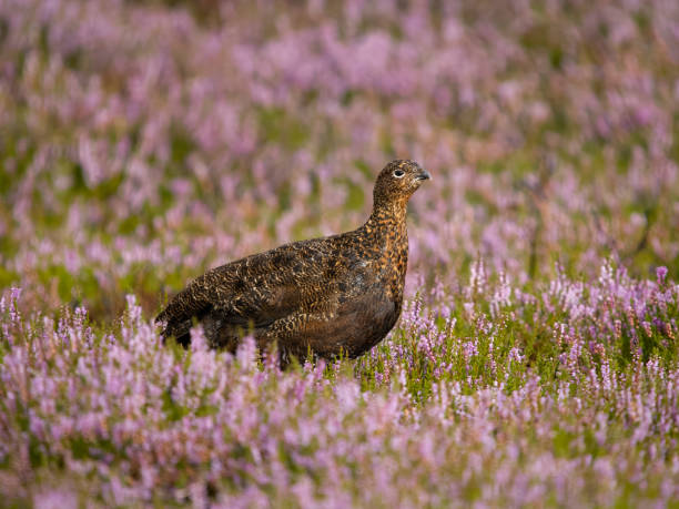 istock Red grouse, Lagopus lagopus scotica 1614091246