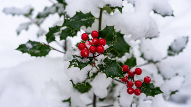 istock Christmas holly branch decorated with snow-covered red berries. 1614091784