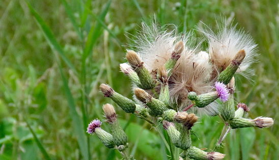 Close-up of the white seed fluffs on a creeping thistle plant that is growing in a meadow on a warm summer day in August with a blurred background.