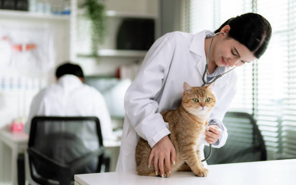 veterinário examinou o corpo do gatinho bonito e deu-lhe a vacina. - vet men laboratory holding - fotografias e filmes do acervo