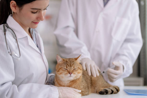 veterinário examinou o corpo do gatinho bonito e deu-lhe a vacina. - vet men laboratory holding - fotografias e filmes do acervo