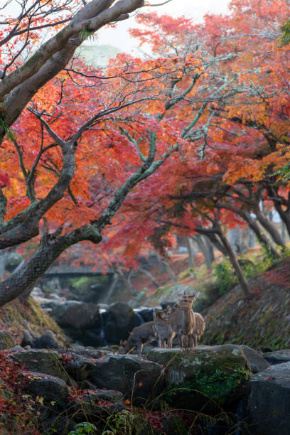 Deer and autumn leaves at the river in Nara Park