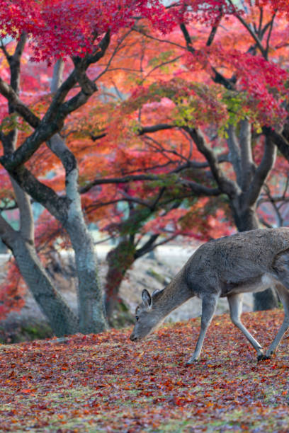 istock Deer and Autumn Leaves in Nara Park 1614129736