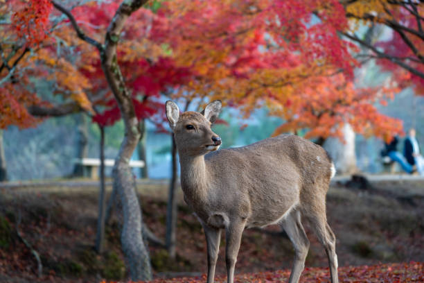 istock Deer and Autumn Leaves in Nara Park 1614130183
