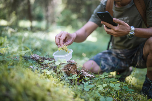 Male botanic scientist working on innovative solution to address climate change is taking moss from the forest as a sample for further examination.He is using his phone to take pictures and check the specific type.