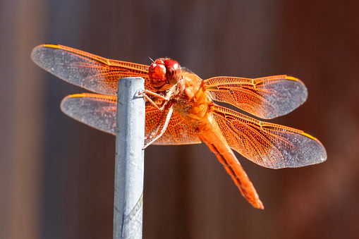 Close up of flame skimmer dragonfly, Libellula saturata. Backlighting intensifies red color. California, USA.