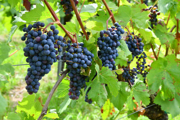 istock Weintrauben auf einem Weinberg 1614135695
