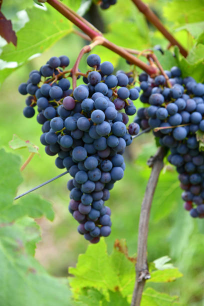 istock Weintrauben auf einem Weinberg 1614136035