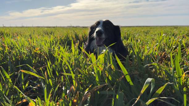 istock dog in grassland 1614136551