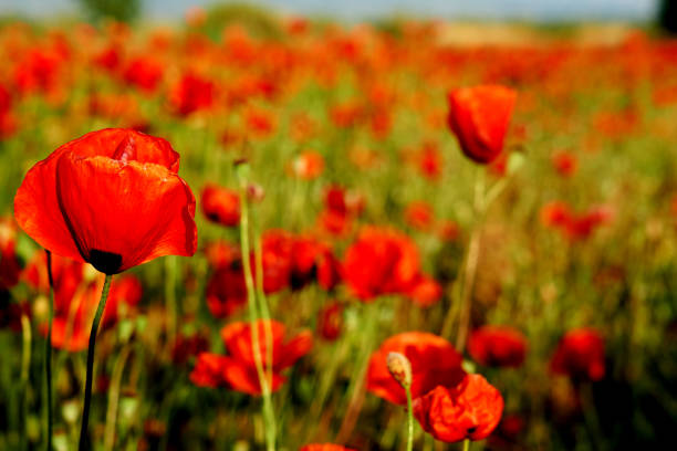 Poppies In Field In Sunny Scene