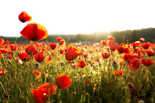 istock Poppies In Field In Sunny Scene 1614139847