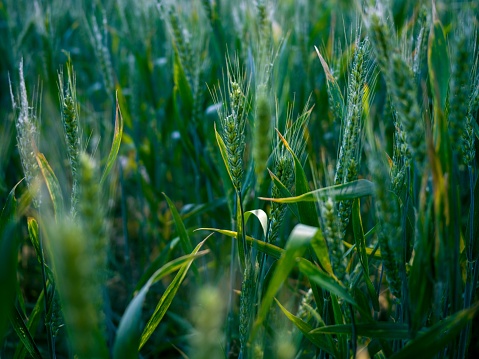 A close-up of lush, green cornfield crops in a vibrant field
