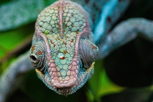 A chameleon with a dewdrop on its nose ambushes its unsuspecting prey