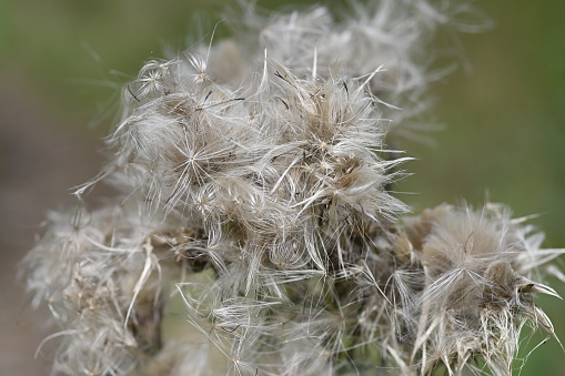 Close up of Dandelion fluff
