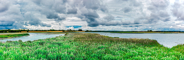 Sehlendorfer Binnensee, Water penetrating the Baltic Sea inundates parts of the lowland around Lake and forms the basis for the formation of salt marshes and brackish reed beds. Water Birds in nature