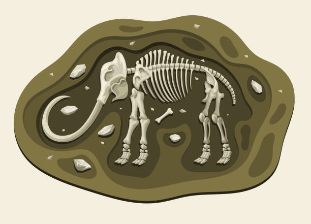 mammut dinosaurier archäologie fossil karikatur entdecken sie im boden - ausgestorbene tierart stock-grafiken, -clipart, -cartoons und -symbole