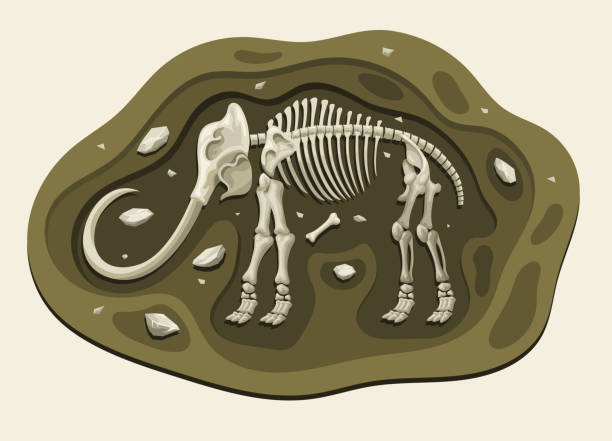 illustrazioni stock, clip art, cartoni animati e icone di tendenza di mammut dinosauri archeologia fossile cartoon scopri nel terreno - animale estinto