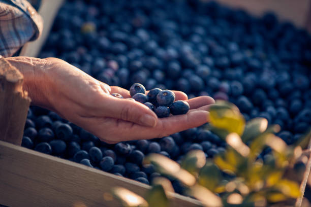 istock Woman holding fresh blueberries on a farm. 1614181724