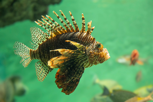 A graceful swimming red lionfish