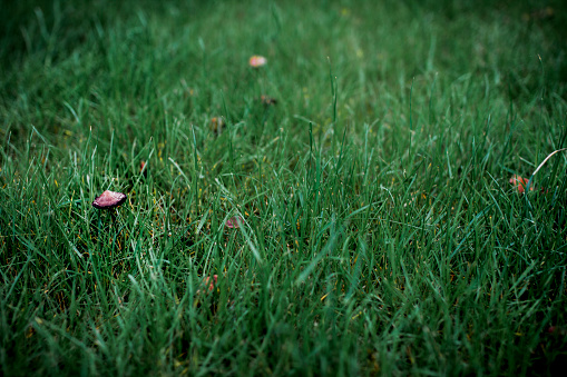 Small brown poisonous mushrooms grow in the green grass after heavy rain. Copy space. Selective focus