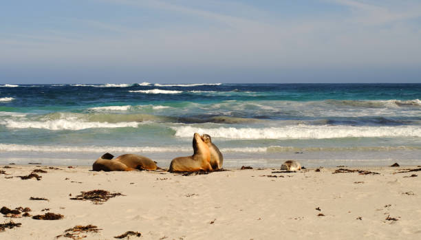 istock Seals at Seal Bay in Kangaroo Island 1614183902